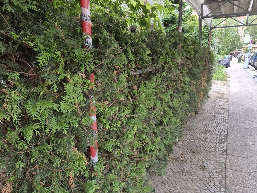 Frisch geschnittene Hecke entlang eines Gehwegs
